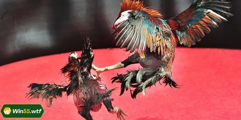 3 điểm sáng khi đến chơi đá gà tại nhà cái