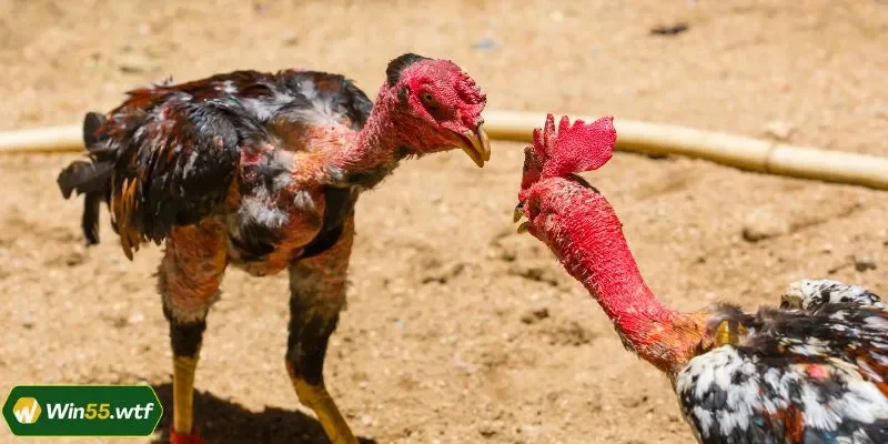 Các nguyên nhân cho thấy sức hút của nền tảng WIN55