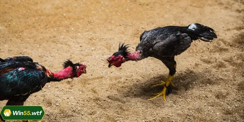 Cược Wala đem đến lợi nhuận cao nhưng rủi ro lớn