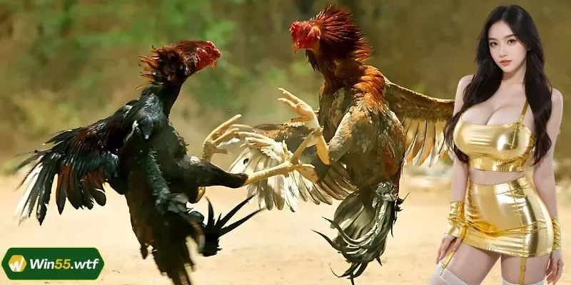 Đá Gà Cựa Dao WIN55: Sới Đấu Máu Lửa Cho Các Kê Thủ
