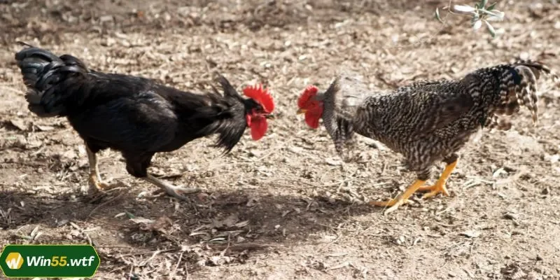 Đá gà cựa sắt là loại hình ăn khách tại đơn vị