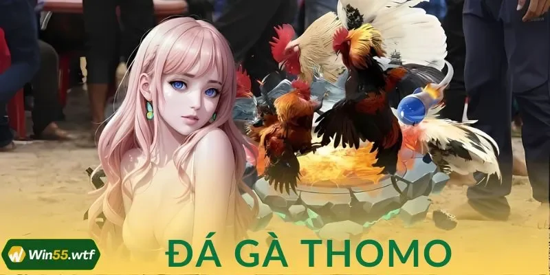 Đá Gà Thomo WIN55: Trường Đấu Cuồng Nhiệt Cho Kê Thủ Bản Lĩnh