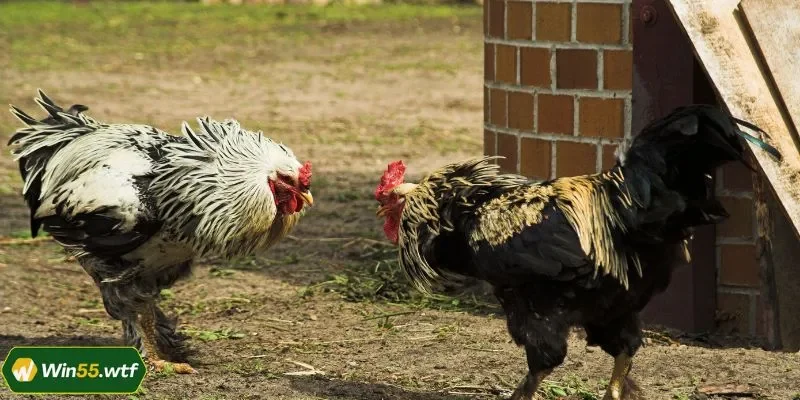 Kèo đoán mốc thời gian không quá khó nên tân binh có thể thử sức