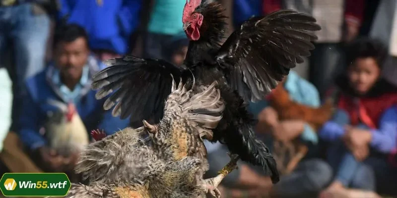 Thông tin về loại hình đá gà Philippines